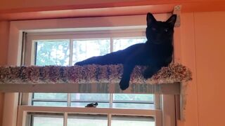 "SHELF HAPPY"⭐️ing PURRFESSOR MIDNIGHT cute black cat resting relaxing sleeping stretching funny