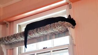 "SHELF HAPPY"⭐️ing PURRFESSOR MIDNIGHT cute black cat resting relaxing sleeping stretching funny