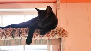 "SHELF HAPPY"⭐️ing PURRFESSOR MIDNIGHT cute black cat resting relaxing sleeping stretching funny