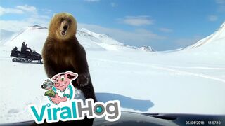 Snowmobilers Encounter a Bear || ViralHog