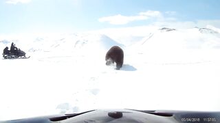 Snowmobilers Encounter a Bear || ViralHog