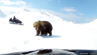 Snowmobilers Encounter a Bear || ViralHog