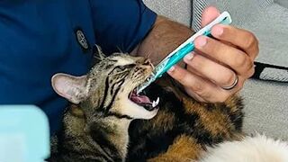 MOST VIRAL CAT DADDY COMPILATION (PART 4)