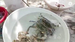 Crabs and Clams at DUBAI Beach