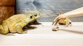 Don and Pooh can't control their emotions ????（Japanese stream toad & Miyako toad & Southern toad）