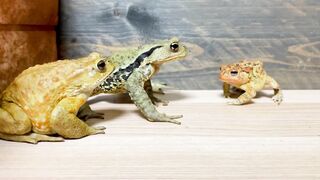 Don and Pooh can't control their emotions ????（Japanese stream toad & Miyako toad & Southern toad）