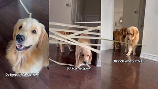 Dogs Do Painters Tape Challenge