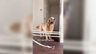 Dogs Do Painters Tape Challenge
