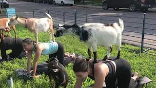 Rocky Mountain Goat Yoga - Goat Walkabouts Headquarters