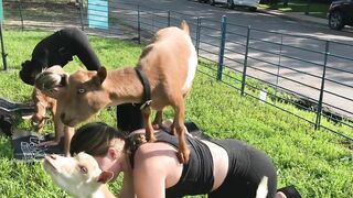 Rocky Mountain Goat Yoga - Goat Walkabouts Headquarters