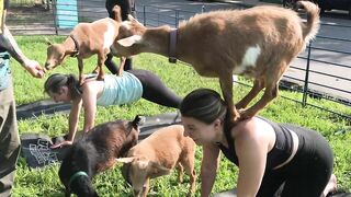 Rocky Mountain Goat Yoga - Goat Walkabouts Headquarters