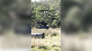 How Different Animals Fight (Part 1-6) (COMPILATION)