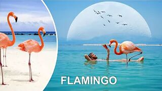 FLAMINGO FUNNY VIDEO COMPILATION