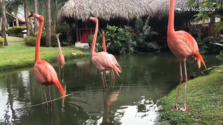 FLAMINGO FUNNY VIDEO COMPILATION