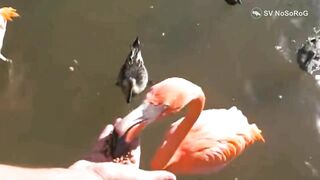 FLAMINGO FUNNY VIDEO COMPILATION