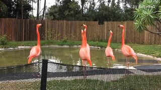 FLAMINGO FUNNY VIDEO COMPILATION