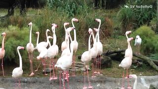 FLAMINGO FUNNY VIDEO COMPILATION