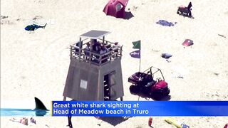 Great white shark spotted off Cape Cod beach