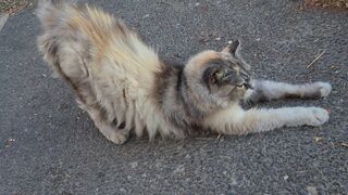 חתולה ארוכת שיער מתמתחת A long haired cat is stretching