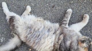 חתולה ארוכת שיער מתמתחת A long haired cat is stretching