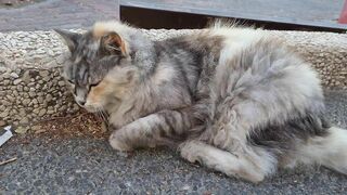 חתולה ארוכת שיער מתמתחת A long haired cat is stretching