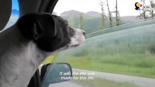 Traveling Couple Falls In Love With A Beach Dog | The Dodo Faith = Restored