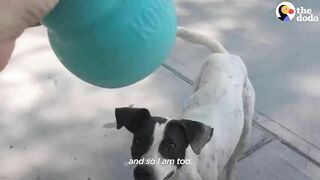Traveling Couple Falls In Love With A Beach Dog | The Dodo Faith = Restored