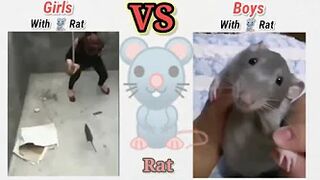 Girls With Rat VS Boys With Rat #meme #funny #animals #lol