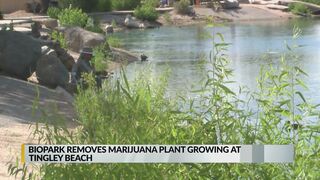 BioPark removes marijuana plant growing at Tingley Beach