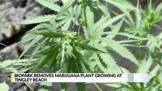 BioPark removes marijuana plant growing at Tingley Beach