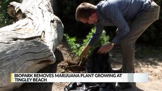 BioPark removes marijuana plant growing at Tingley Beach