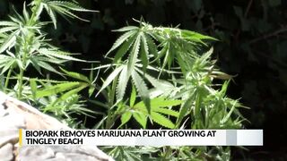 BioPark removes marijuana plant growing at Tingley Beach