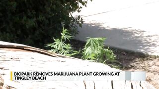 BioPark removes marijuana plant growing at Tingley Beach