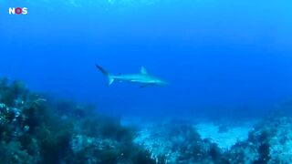 Snorkelverbod in Egypte na aanvallen van haai