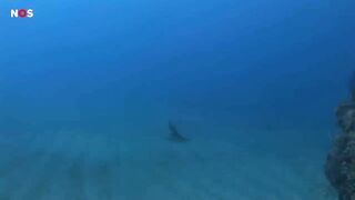 Snorkelverbod in Egypte na aanvallen van haai