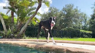 Funny Great Dane Practices Jumping Into The Pool