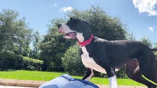 Funny Great Dane Practices Jumping Into The Pool