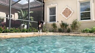 Funny Great Dane Practices Jumping Into The Pool