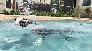 Funny Great Dane Practices Jumping Into The Pool