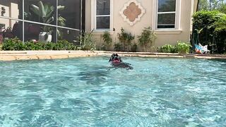 Funny Great Dane Practices Jumping Into The Pool