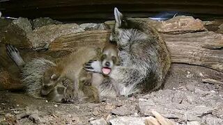 A mama raccoon and 4 newborn kits: On our live stream now