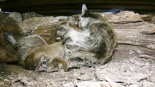 A mama raccoon and 4 newborn kits: On our live stream now