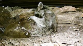 A mama raccoon and 4 newborn kits: On our live stream now