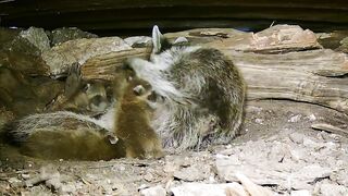 A mama raccoon and 4 newborn kits: On our live stream now