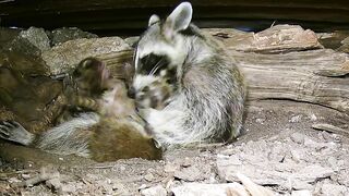 A mama raccoon and 4 newborn kits: On our live stream now