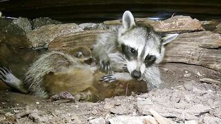 A mama raccoon and 4 newborn kits: On our live stream now