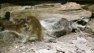 A mama raccoon and 4 newborn kits: On our live stream now