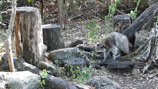 A mama raccoon and 4 newborn kits: On our live stream now