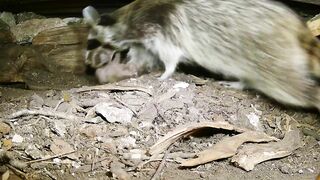 A mama raccoon and 4 newborn kits: On our live stream now