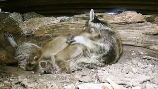 A mama raccoon and 4 newborn kits: On our live stream now